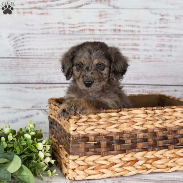 Andy, Miniature Poodle Mix Puppy